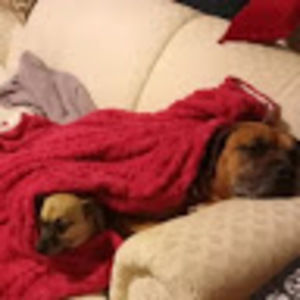 Meet your Posher, Niko and paco